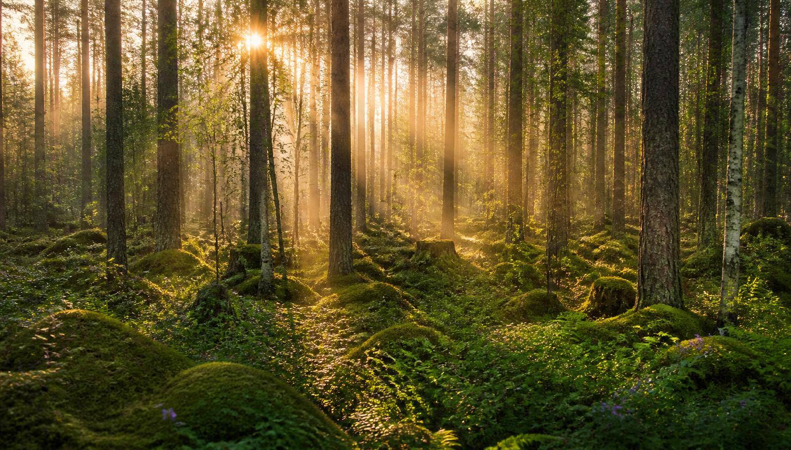 Skandinavisk grønn skog med morgensol